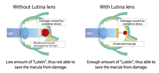 Tokai LUTINA lenses protection